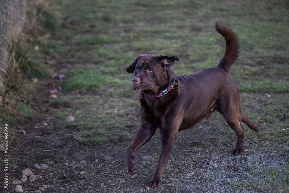 2022-12-20 A FULL GROWN CHOCOLATE LABRADOR RUNNING IN A FIELD WITH BRIGHT EYES WEARING A THIN COLLAR AT THE HENRY HOLLOW DOG PARK ON CAMANO ISLAND 2022-12-20 A FULL GROWN CHOCOLATE LABRADOR RUNNING IN A FIELD WITH BRIGHT EYES WEARING A THIN COLLAR AT THE HENRY HOLLOW DOG PARK ON CAMANO ISLAND