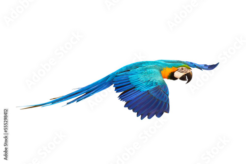 Colorful Catalina parrot flying isolated on transparent background png file