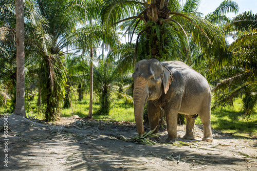 Asia Elephant in Nature Park, Thailand. Wildlife Mammal.