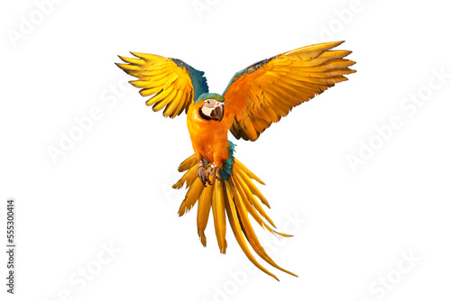 Colorful flying parrot isolated on transparent background. © Passakorn