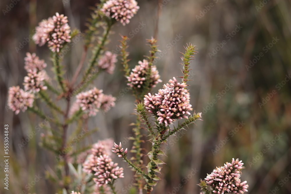 Rose Flowers Delicate Plant wild nature Rose Flowers Delicate Plant wild nature