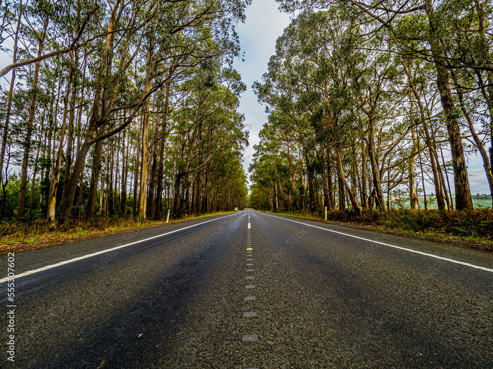 Fototapeta premium road in the forest