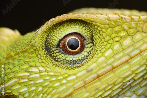 close up of a green iguana