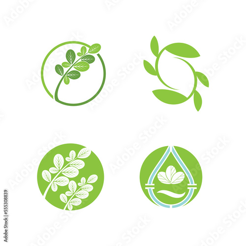 Moringa Leaf Logo Template Vector Symbol Nature