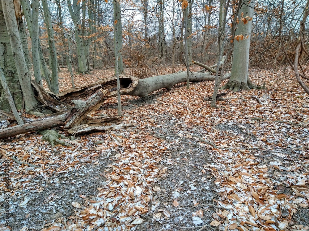Light Snow-Capped Brown Leaves and Fallen Tree in December Woodland Light Snow-Capped Brown Leaves and Fallen Tree in December Woodland