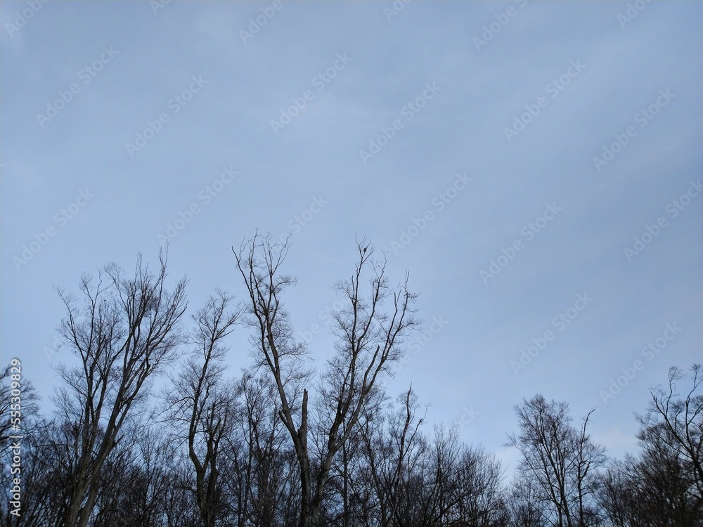 Hawk Perched Far Away Atop Bare Branches Hawk Perched Far Away Atop Bare Branches