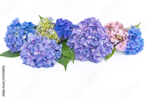 Obraz na plátně Composition from fresh multicolored hydrangea buds on white background with copy space