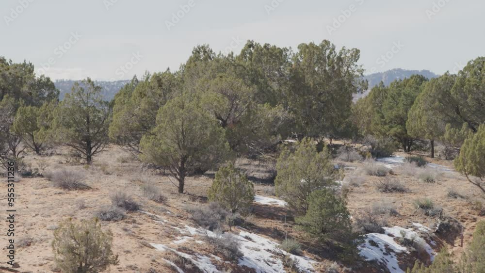 Panning on desert pine trees in St. George Utah landscape in winter near Zion Canyon Panning on desert pine trees in St. George Utah landscape in winter near Zion Canyon