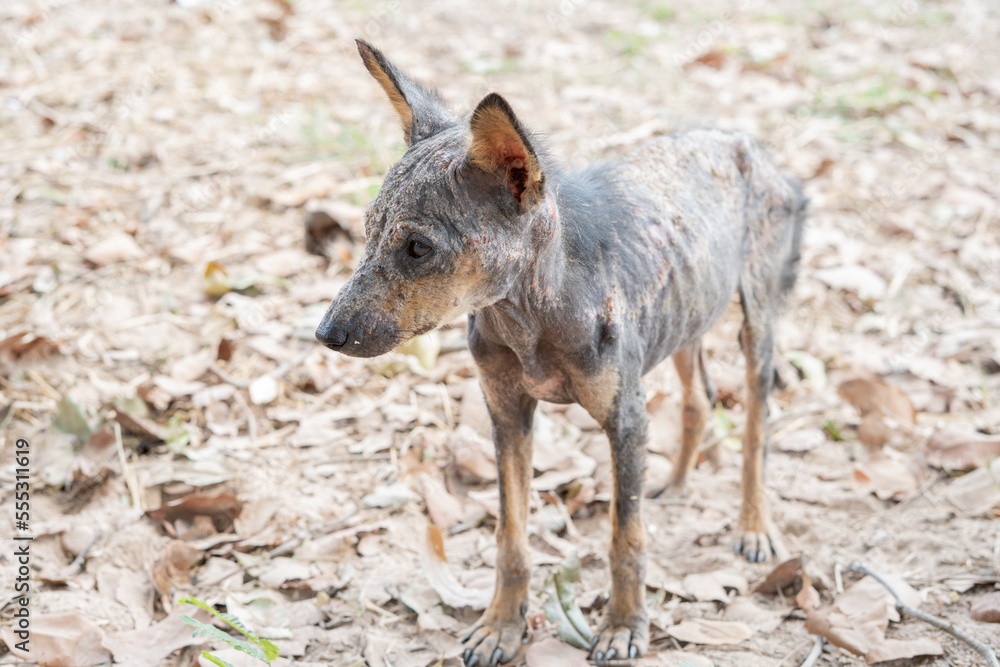 A stray dog sores festering smell dermatitis is a rash Rod