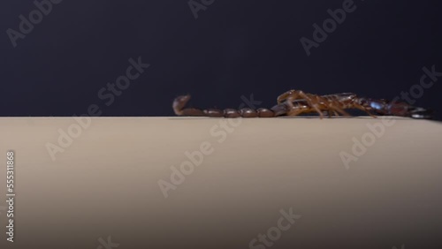 Black scorpion extreme macro studio shot 4k photo