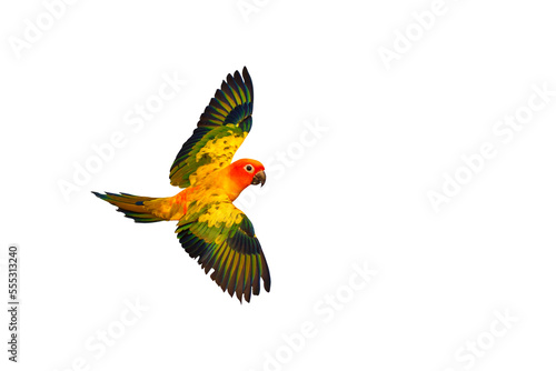 Sun conure or sun parakeet flying isolated transparent background png file