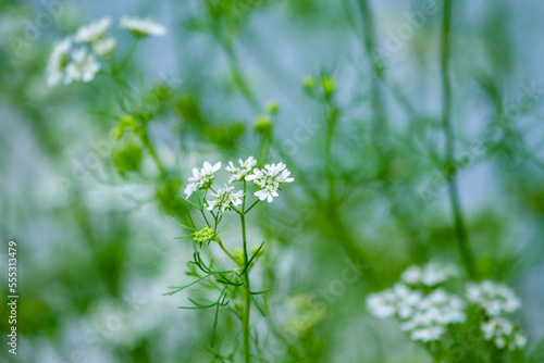 Close-up of Coriander plant with many white flowers. photo
