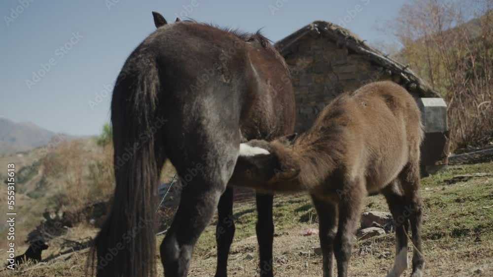 Horse nursing in front of farm building in remote desert village in Bolivia in Andes Mountains Horse nursing in front of farm building in remote desert village in Bolivia in Andes Mountains