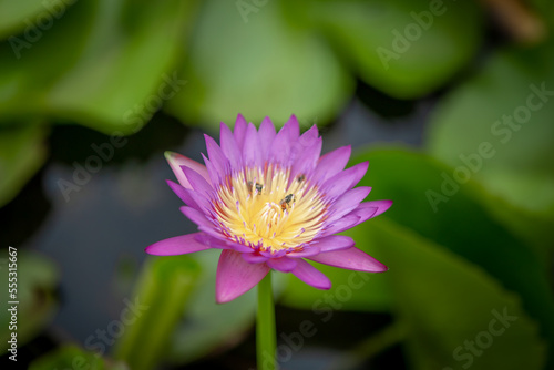 pink lotus flower blur background