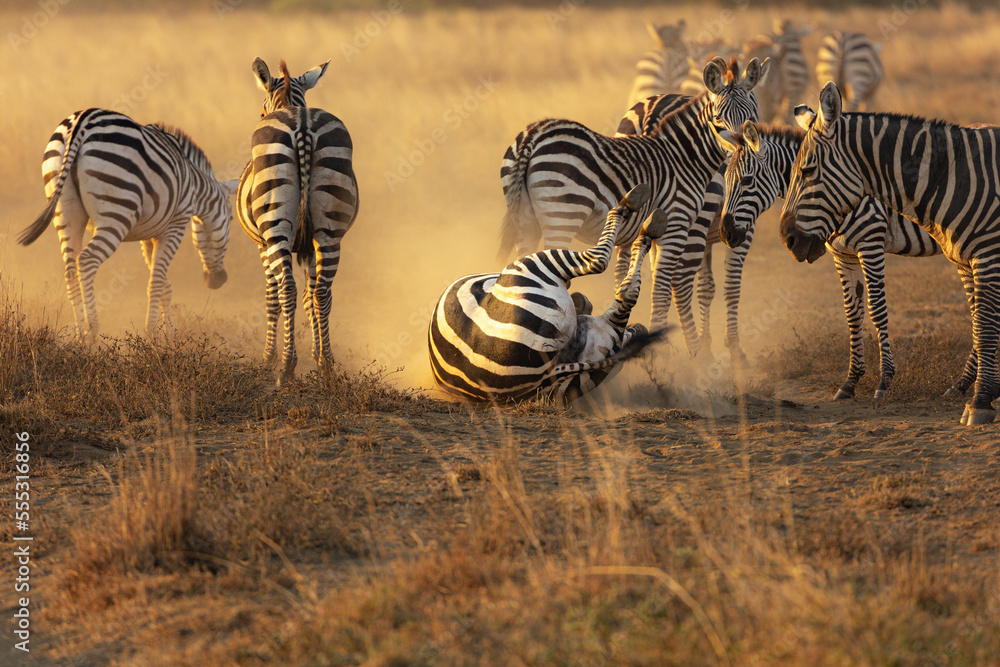 Fototapeta premium A Zebra (Equus quagga) rolling in dust in the later afternoon sun. 