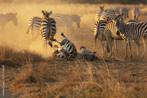 A Zebra (Equus quagga) rolling in dust in the later afternoon sun. 