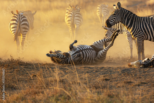 A Zebra  Equus quagga  rolling in dust in the later afternoon sun.  