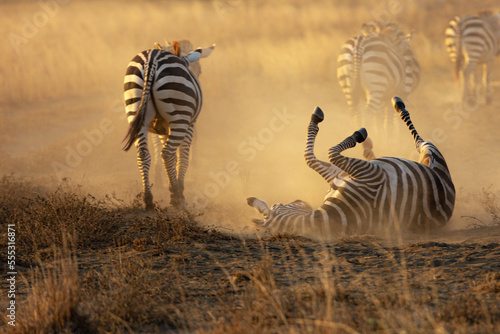 A Zebra  Equus quagga  rolling in dust in the later afternoon sun.  