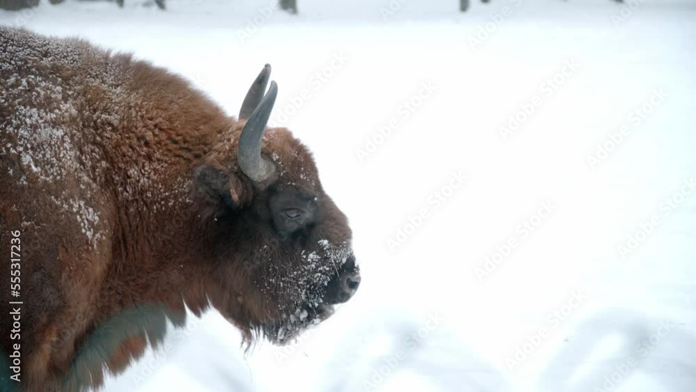 Close up of an European Bison in the snow, largest european animal in Bialowieza national park in Poland. Close up of an European Bison in the snow, largest european animal in Bialowieza national park in Poland.