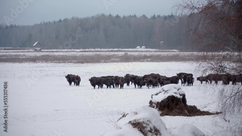 Wild large herd of European Bison, team of Bison Bonasus in the wildeness in the forest of Bialowieza, Poland. photo