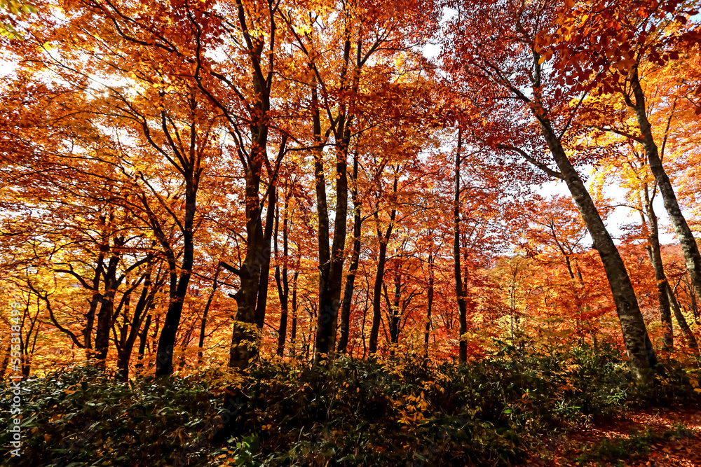 Obraz premium The autumn season change of leaf in Japan