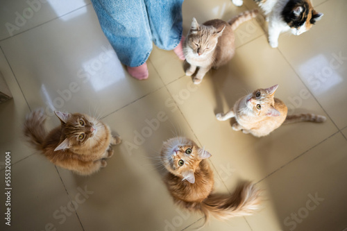 Canvas Print Caucasian woman with cats in a cat cafe.