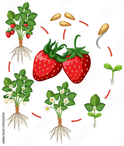 Life cycle of strawberry diagram