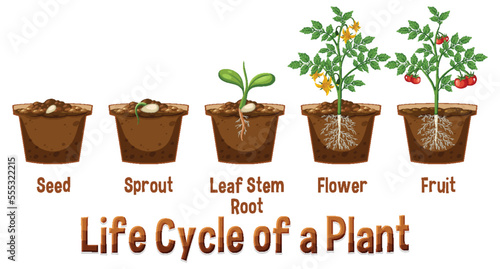 Life cycle of a plant diagram