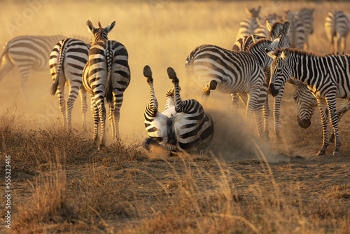 A Zebra (Equus quagga) rolling in dust in the later afternoon sun. 