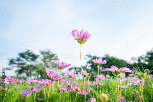 closeup nature view of cosmos flower  background. garden park and outdoor.
