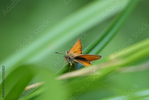 butterfly on leaf