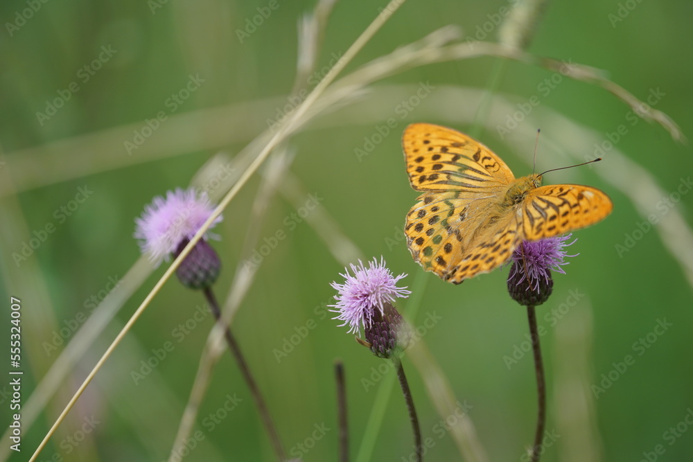 butterfly on flower butterfly on flower