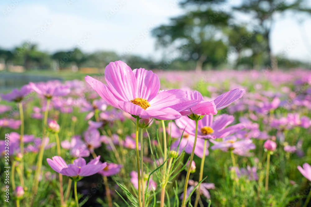 closeup nature view of cosmos flower  background. garden park and outdoor.