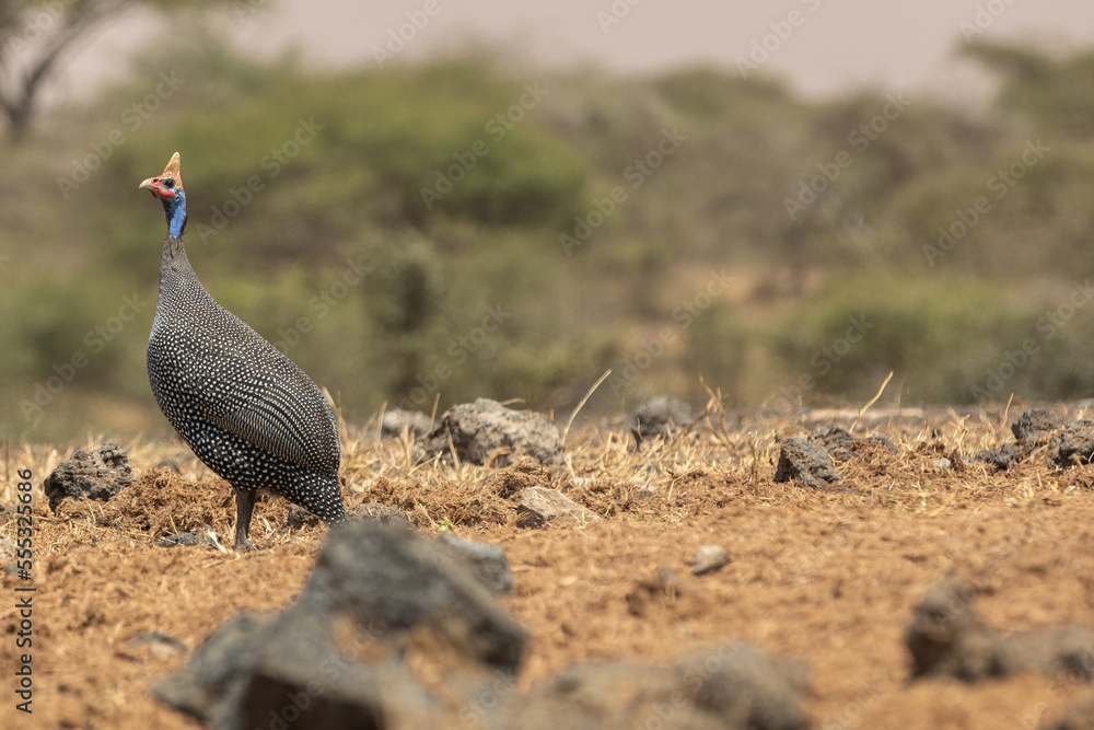 The helmeted guineafowl is the best known of the guineafowl bird family, Numididae, and the only member of the genus Numida. The helmeted guineafowl is the best known of the guineafowl bird family, Numididae, and the only member of the genus Numida.