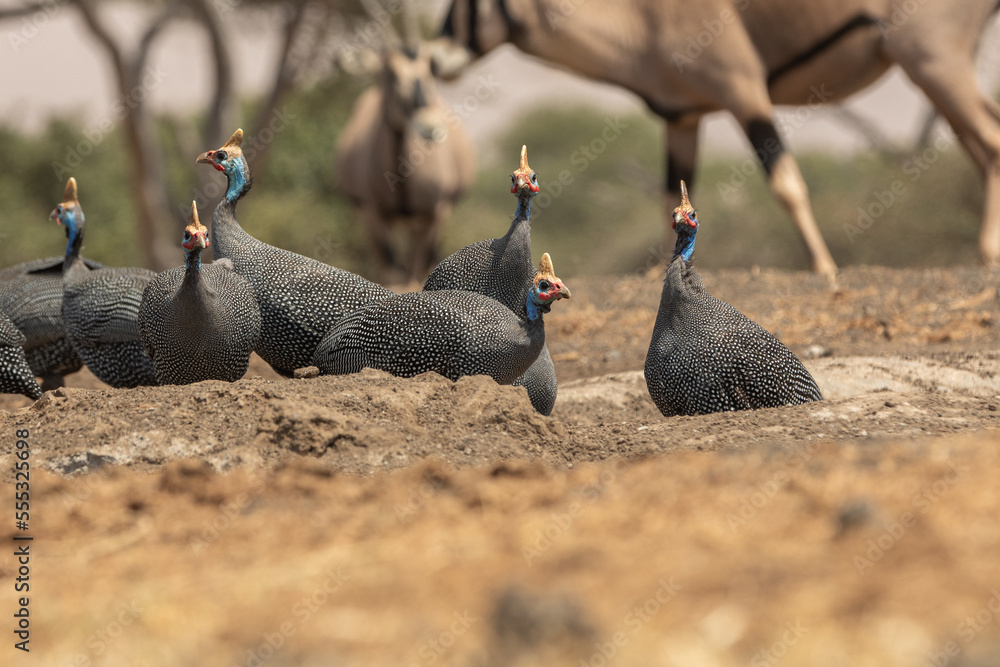 Fototapeta premium The helmeted guineafowl is the best known of the guineafowl bird family, Numididae, and the only member of the genus Numida. 