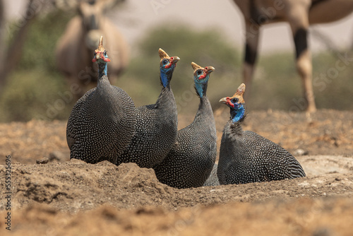 The helmeted guineafowl is the best known of the guineafowl bird family, Numididae, and the only member of the genus Numida.	 photo