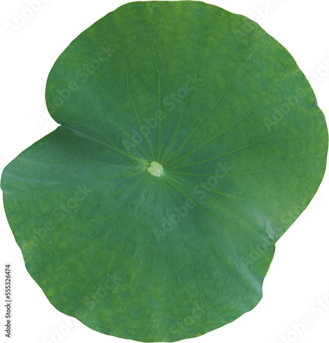 Leaf of Lotus Transparent Background.