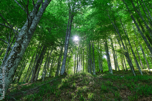 beech forest in the irati forest, Navarra, Spain