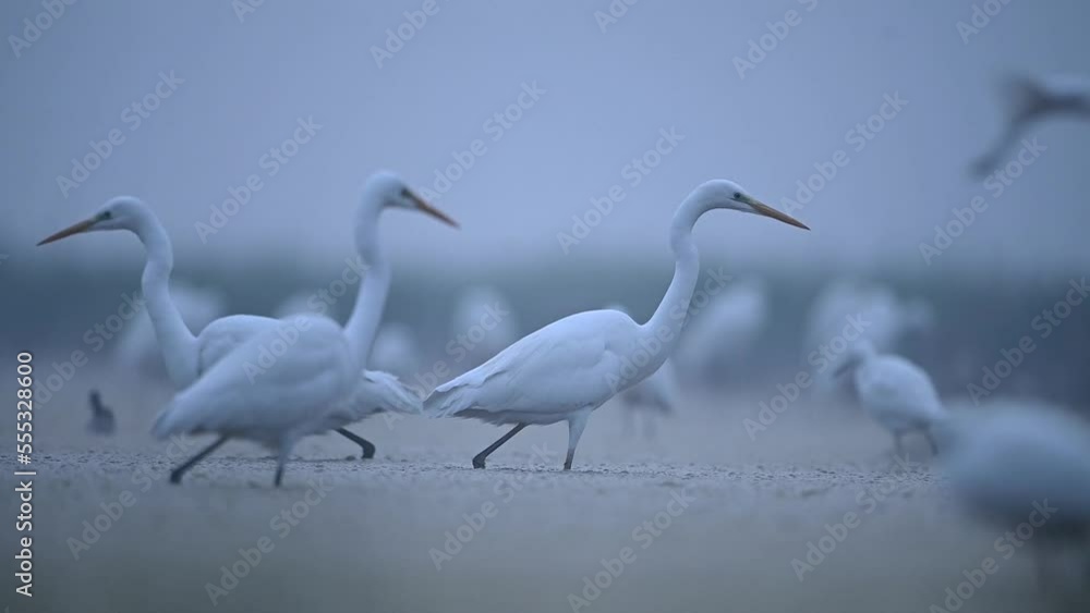 Flock of great Egrets Hunting in Pond Flock of great Egrets Hunting in Pond