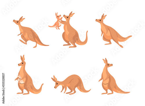 Kangaroo as Australian Animal with Baby Sitting in Pouch and Vector Set