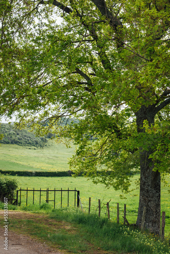 Un arbre et une entr  e de pr  . Un paysage rural fran  ais. La Bourgogne agricole.