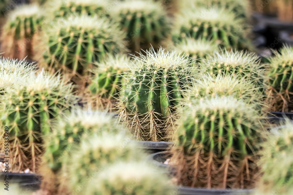The cactus in the farm The cactus in the farm