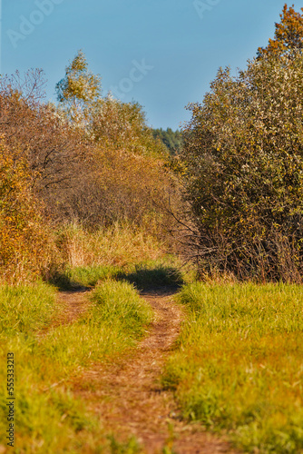 Dry Grass and Trees on Field of Polesye Natural Resort in Belarus. photo