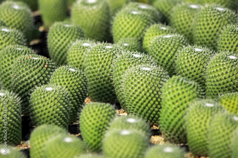 The cactus in the farm The cactus in the farm