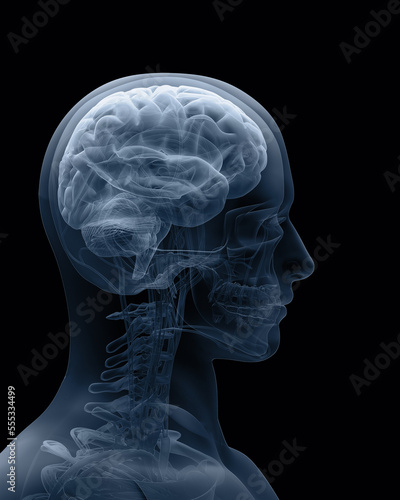 brain, anatomy x-ray, concept, 3d render