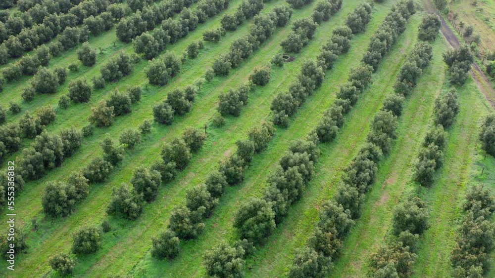 DRONE: AVOCADO FARM IN TANCITARO DRONE: AVOCADO FARM IN TANCITARO