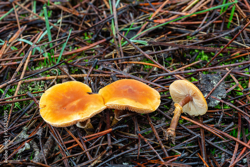 Galerina marginata. Galerina mushrooms margined or fringed in pine forest. photo
