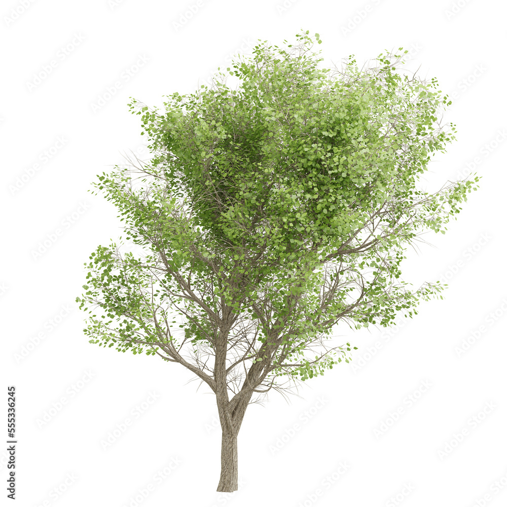 Obraz premium tree isolated on white background