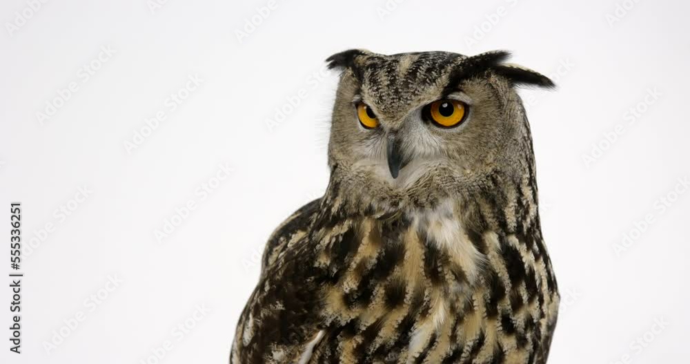 Eurasian eagle owl looking towards camera against white background Eurasian eagle owl looking towards camera against white background
