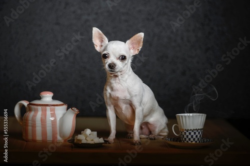 A beautiful little dog of Chihuahua breed is sitting on a wooden table next to a teapot and a cup of hot tea.